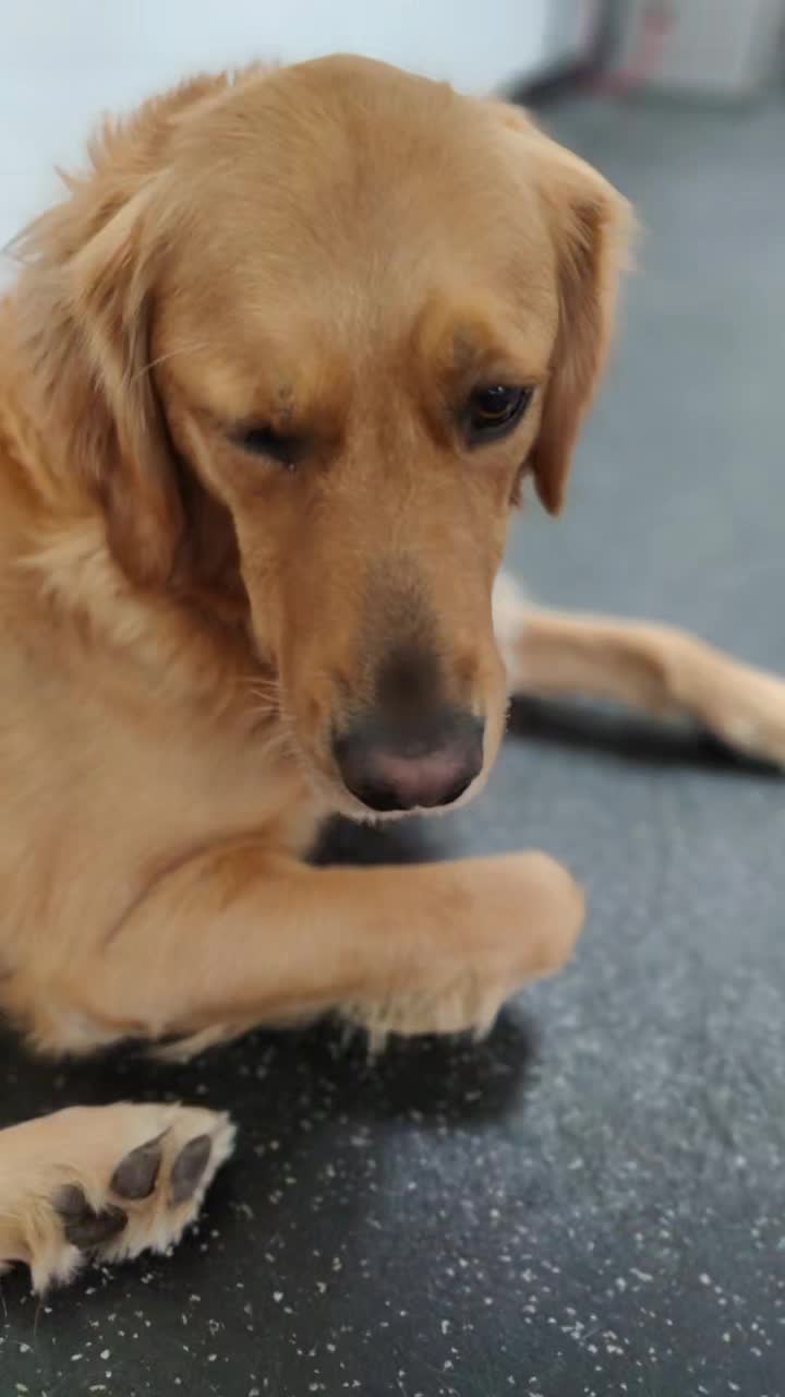 @Fissan Training Kennels