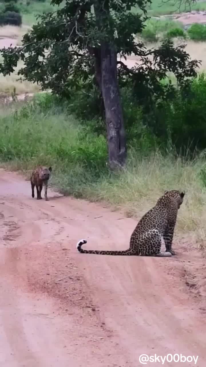 @Wild Animals