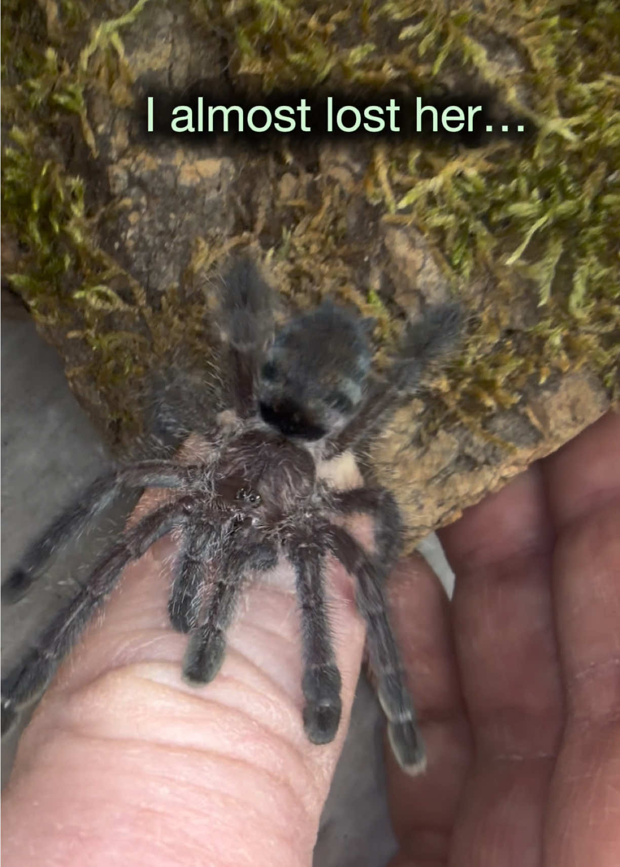 @Spider Conservatory