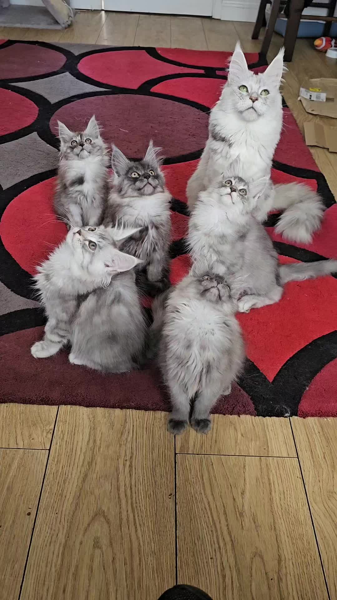 @KARIBRY Maine Coons uk