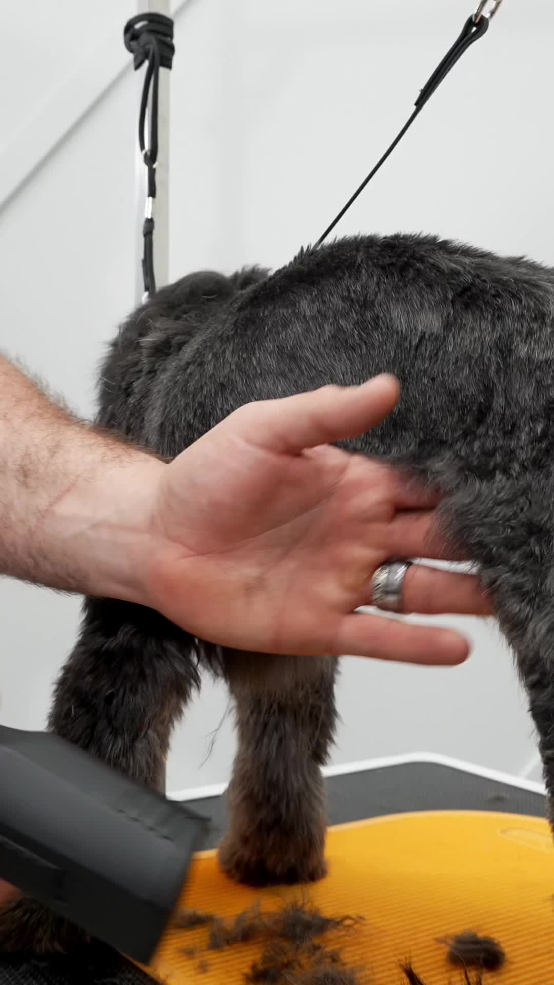 @NorCal Grooming Academy