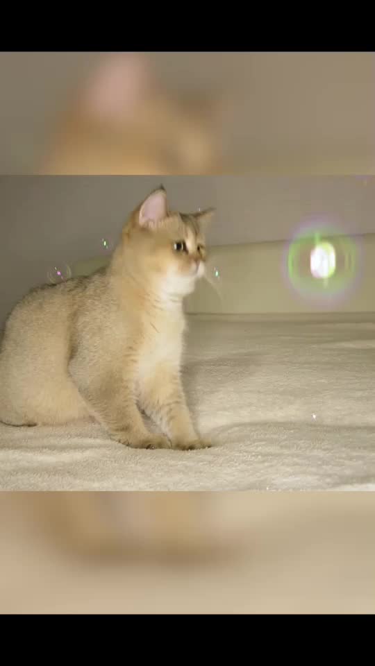 @Simba cat