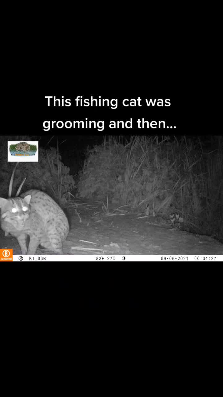 @Fishing Cat Conserv. Alliance