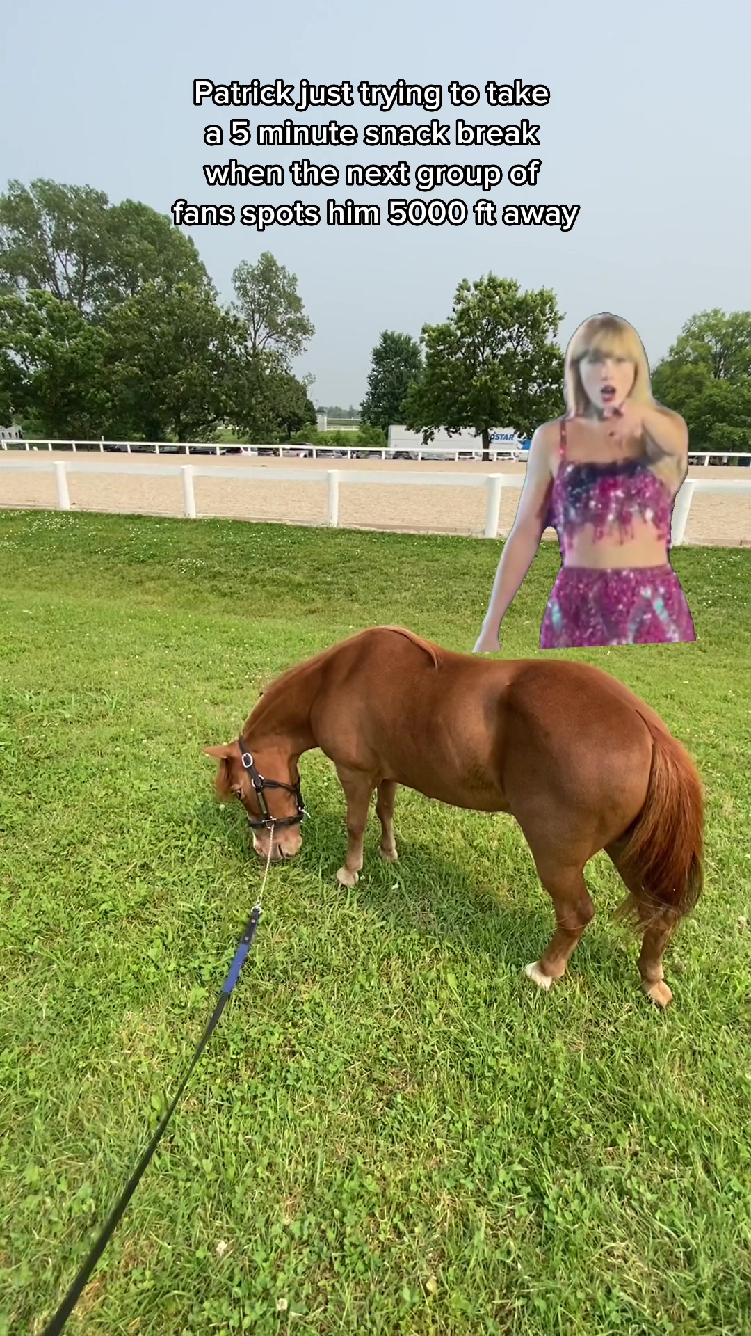 @Sarah & Patrick The Mini Horse