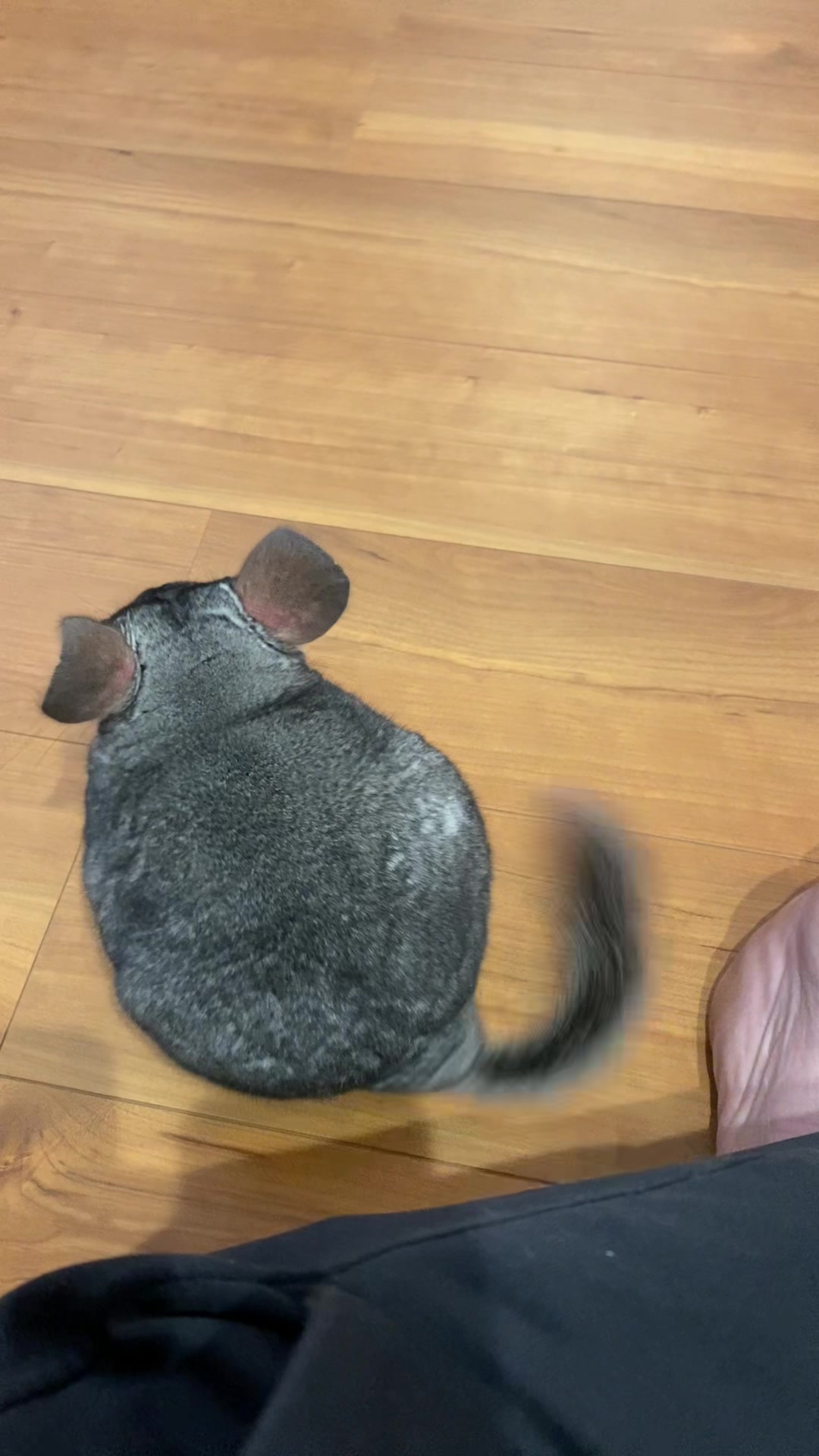 @おはぎとパパ