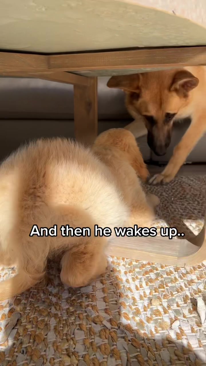 @Scout and Bailey 🐕🐶