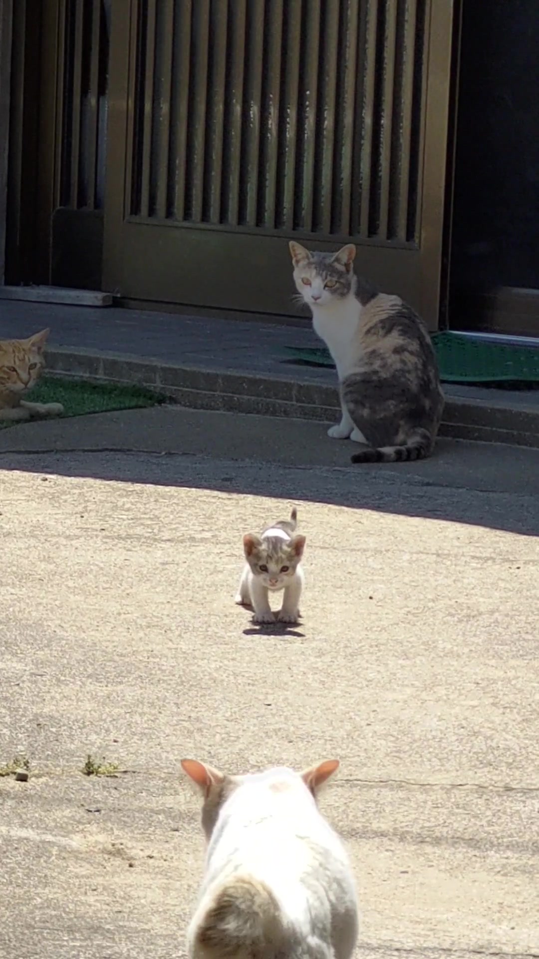 @猫写真家 森永健一