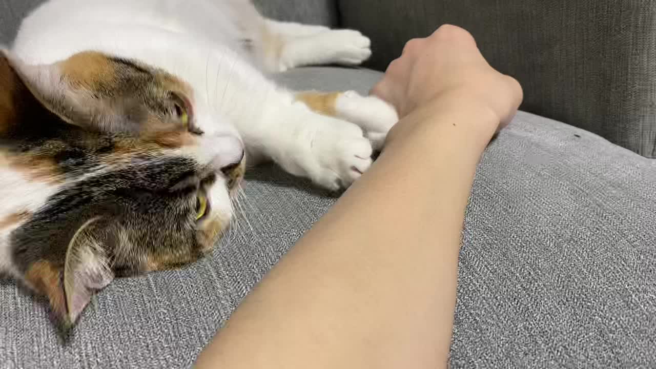 @すみっコ