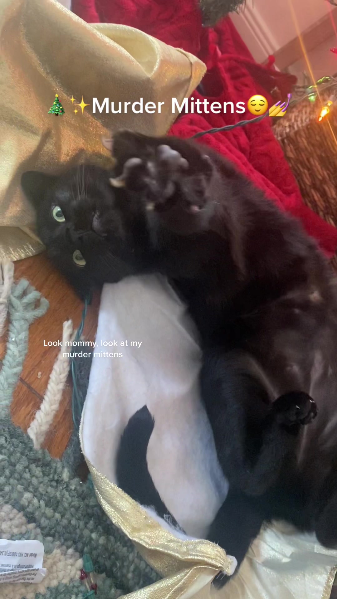 @Mr. Tiny Bagheera