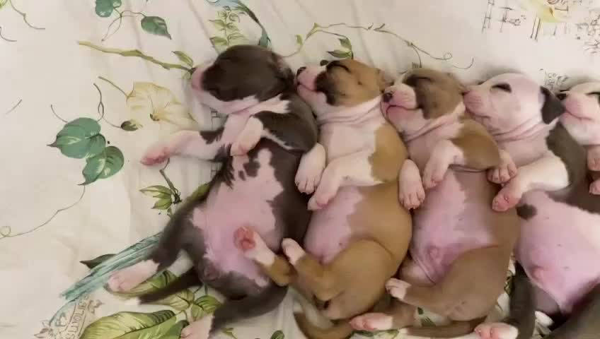 @🐕