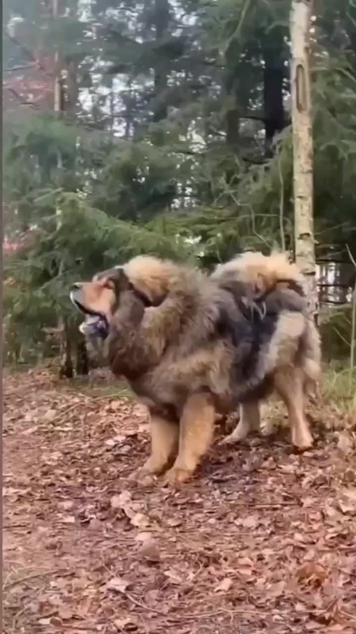 @Hakan şayık