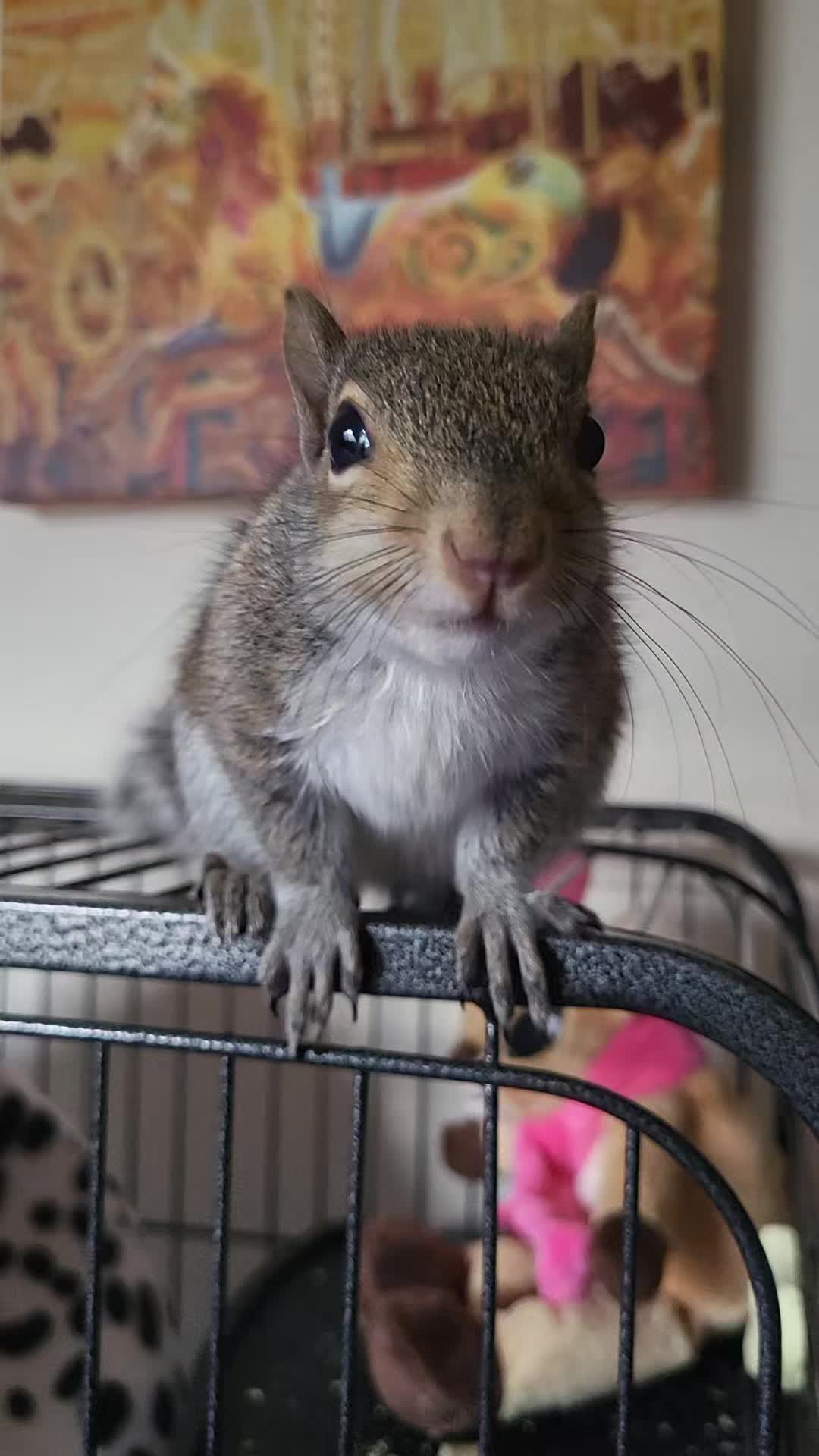 @ZippyTheRescueSquirrel