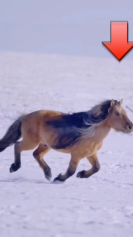 @Horse🐴🦄💕