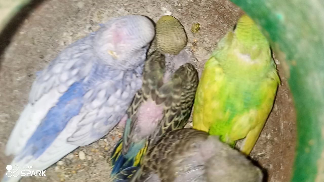 @,%Blue%Bird %