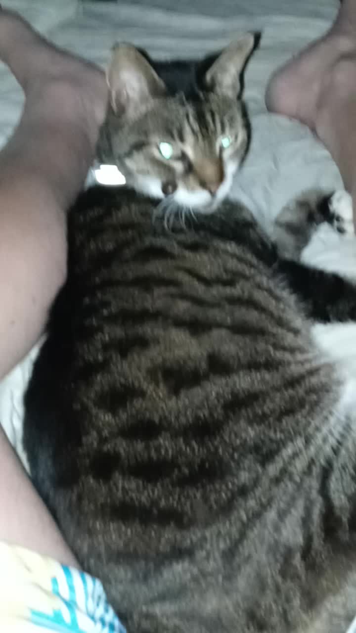 @catmommy
