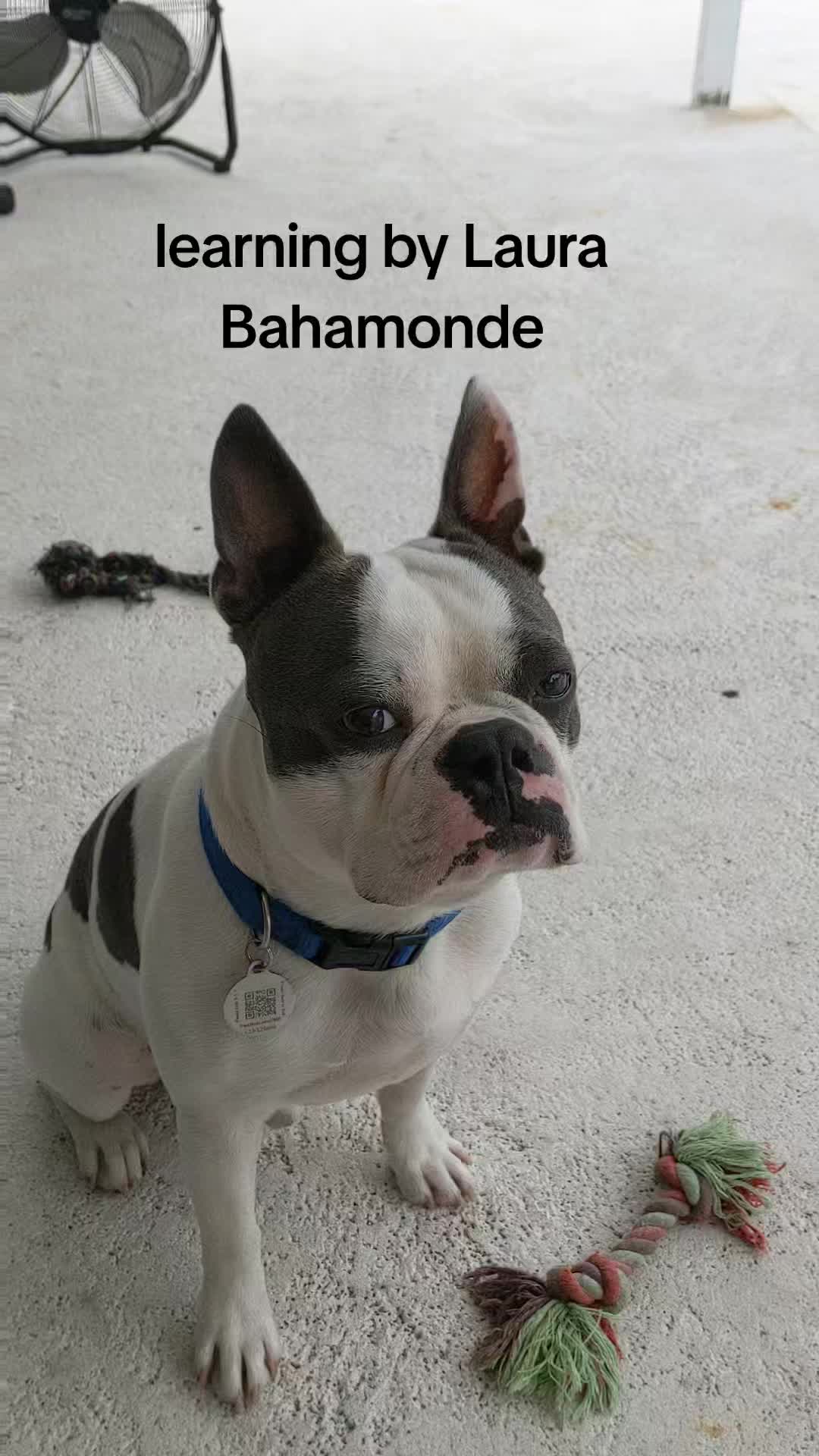 @Boston terrier