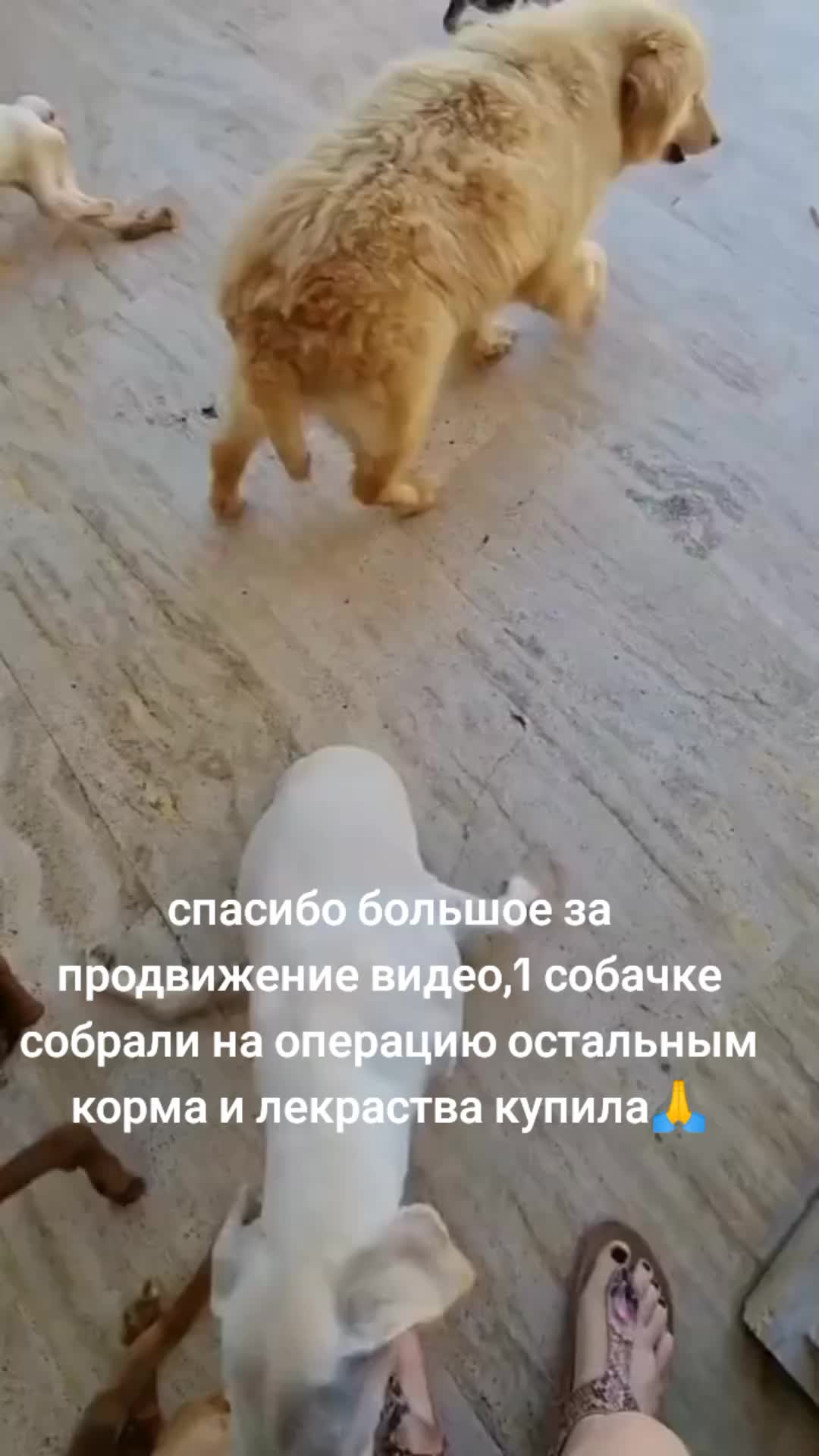 @Приют Потеряшка