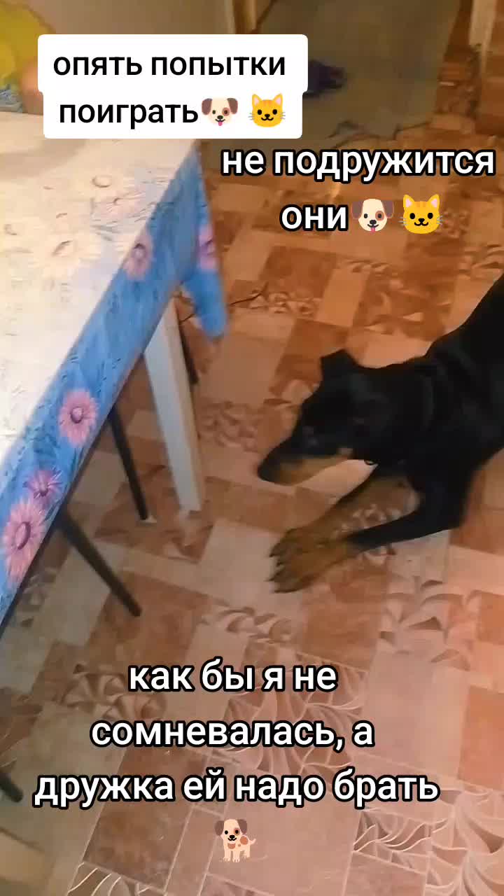 @̴Д̴О̴Б̴Е̴Р̴М̴А̴Н ̴А̴Л̴Ь̴М̴А🖤