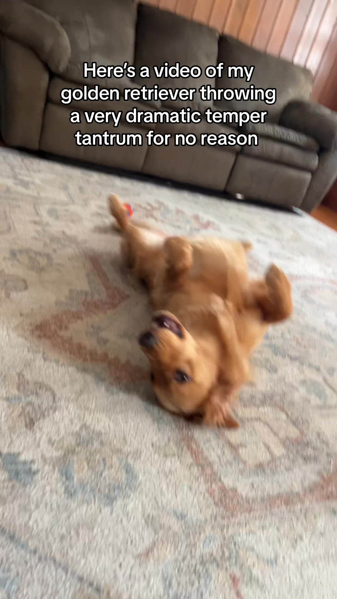 @Adventures of Gunner & Cookie
