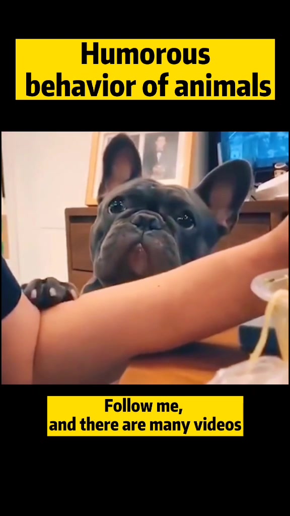 @Surprise animal