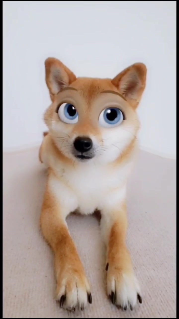 @柴犬コマリ