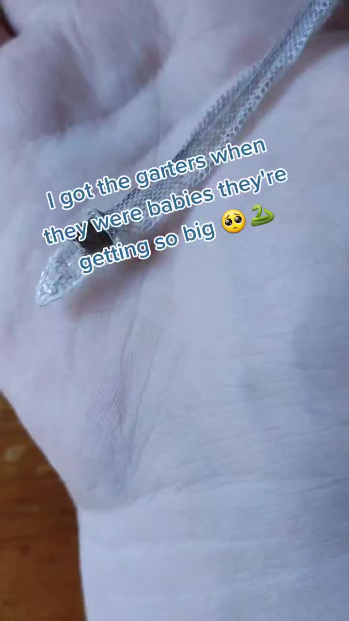 @WIreptiles