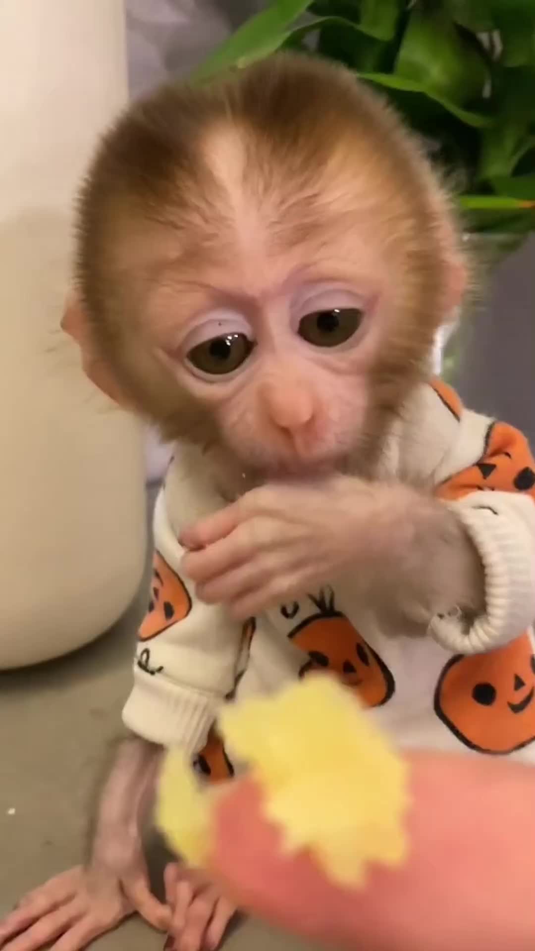 @Cute monkey