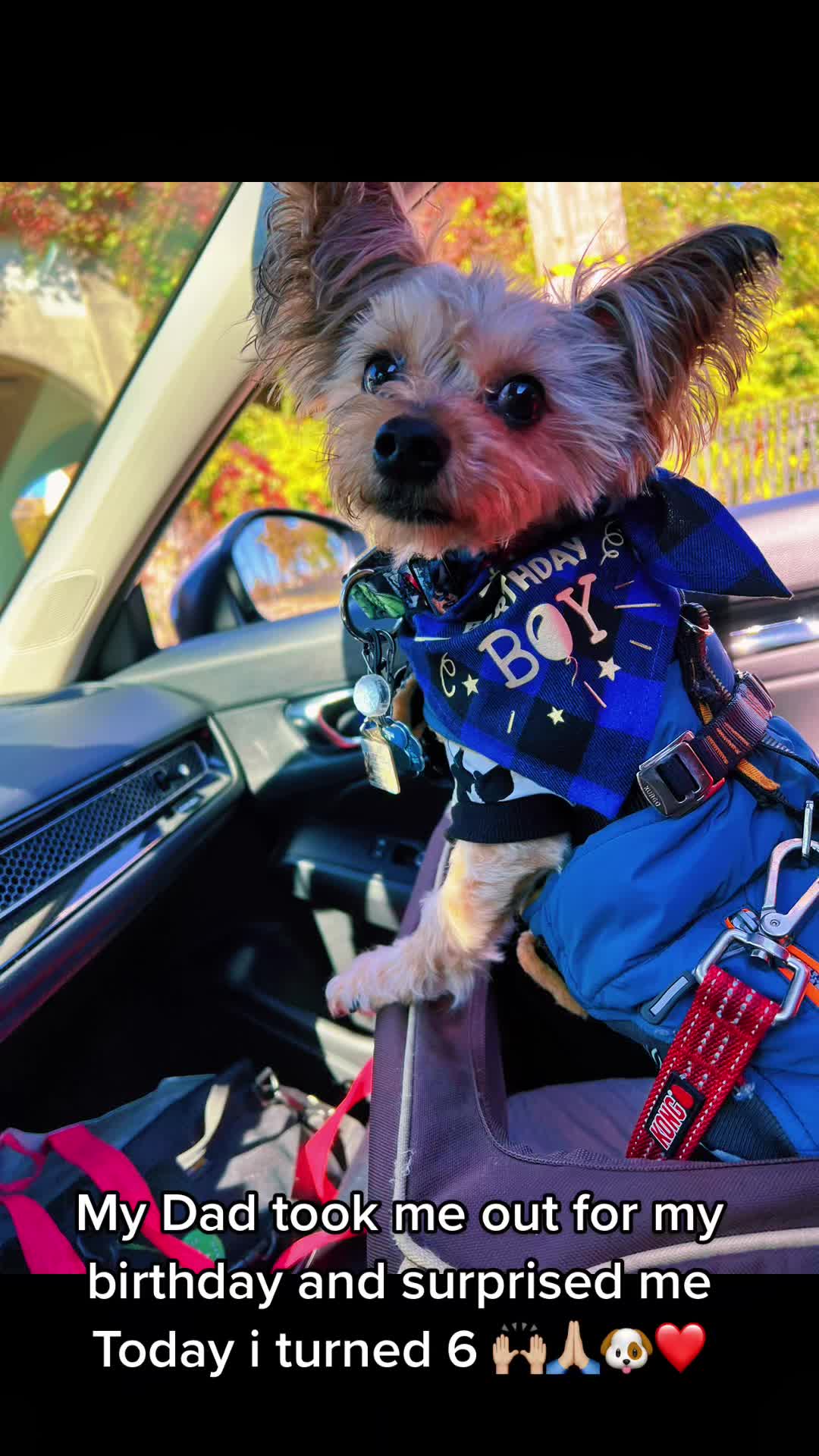 @GucciAndMiMiTheGreatYorkies