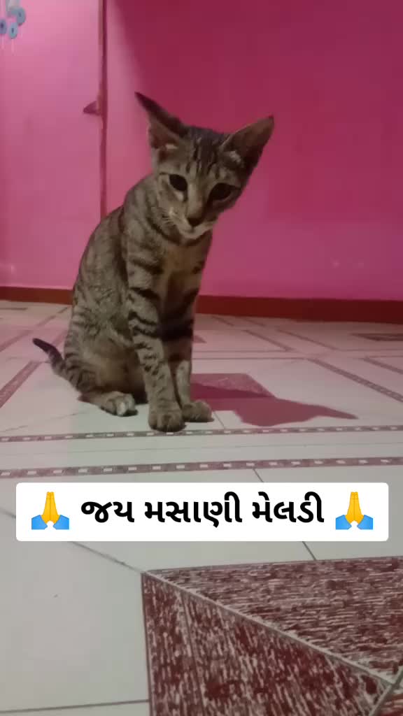 @Davipujak Ho Vala 😘😘😘