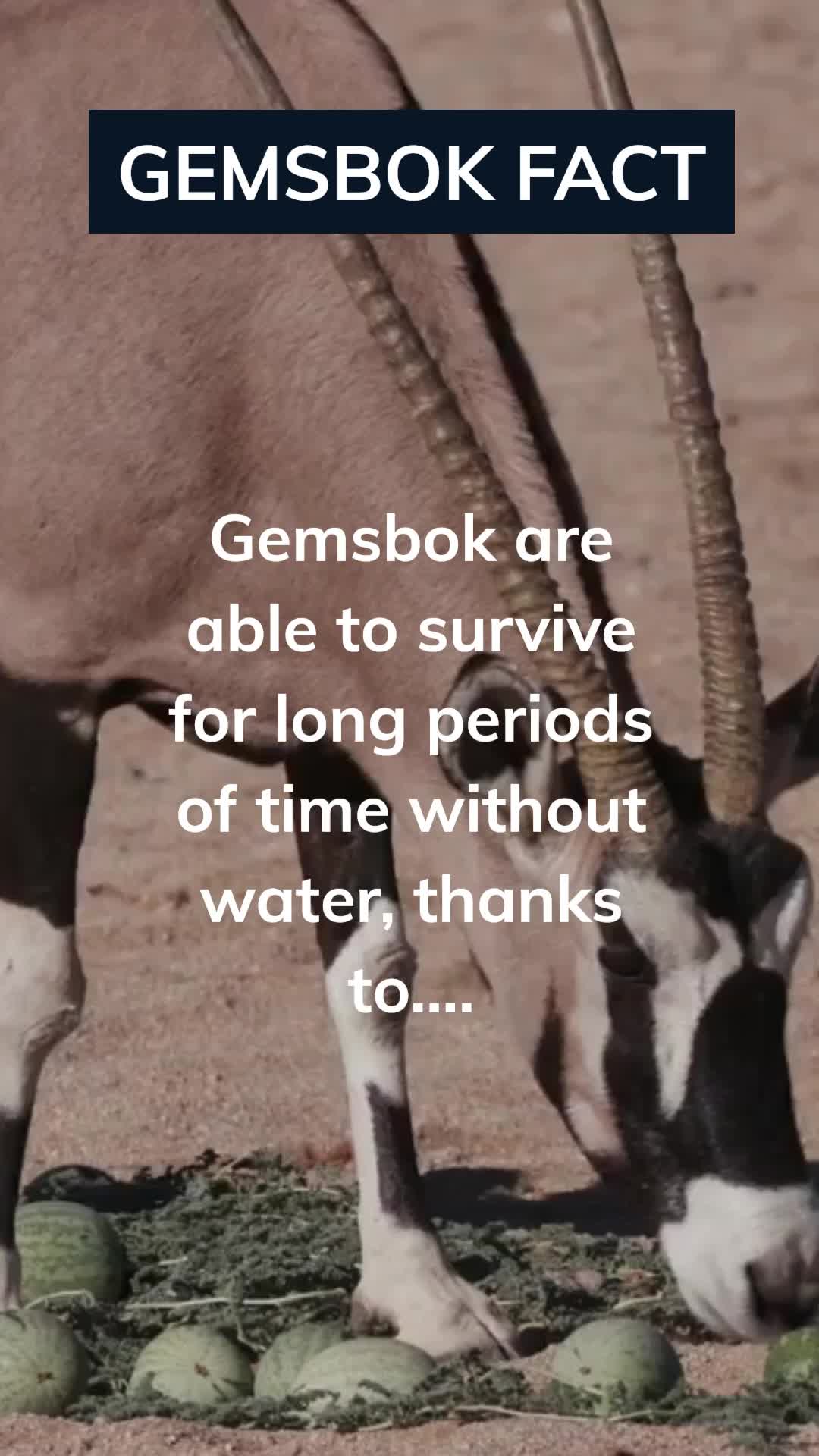 @Amusing Animal Facts
