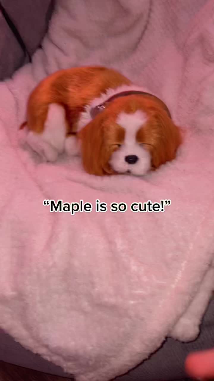 @🍁Maple🍁