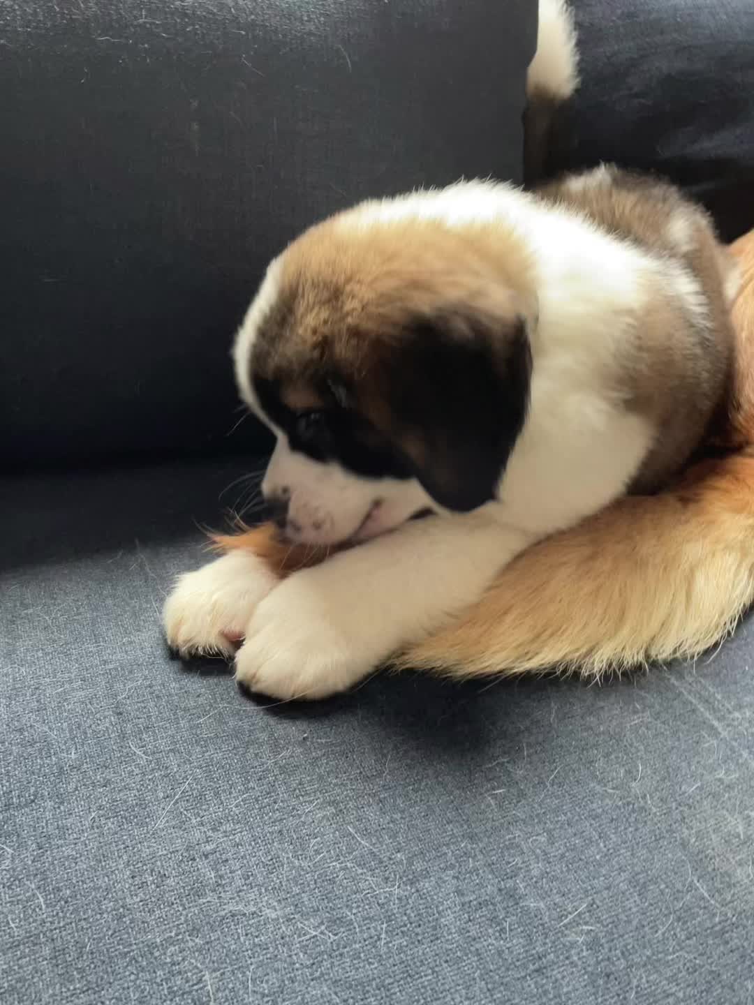 @TheCuriousStBernard