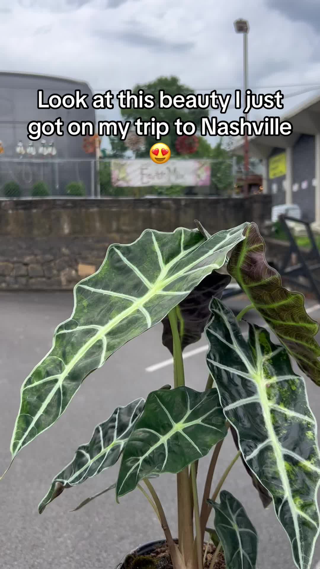 @Alorasaurus