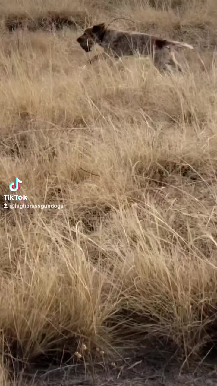 @HBGD