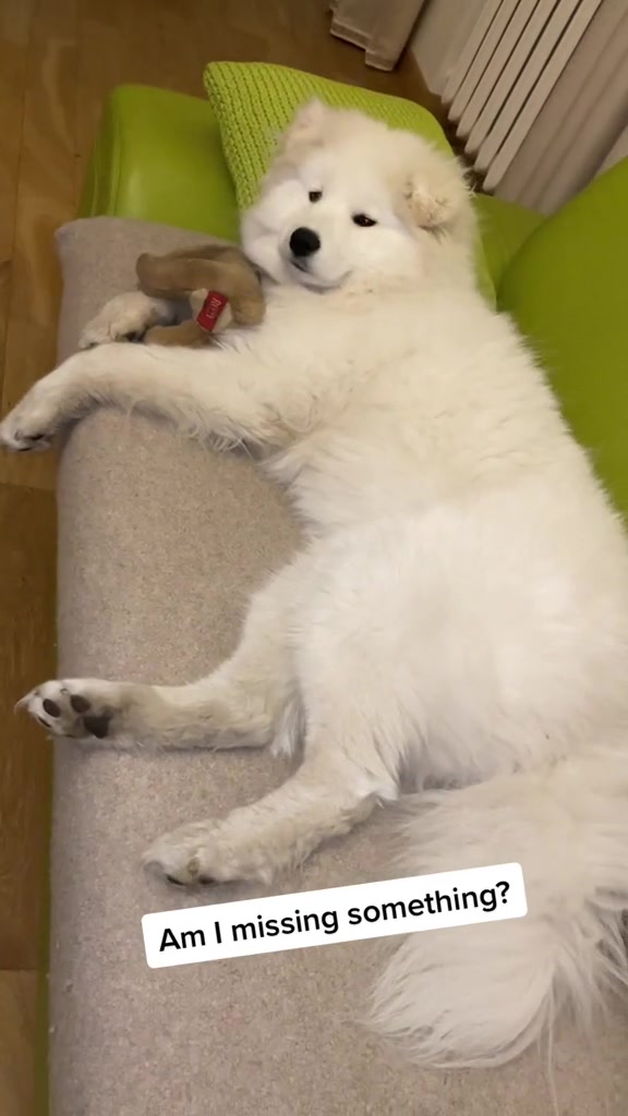 @Mendel the floppy-eared