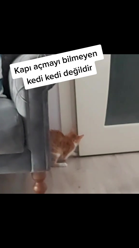 @Sarı bir kedi