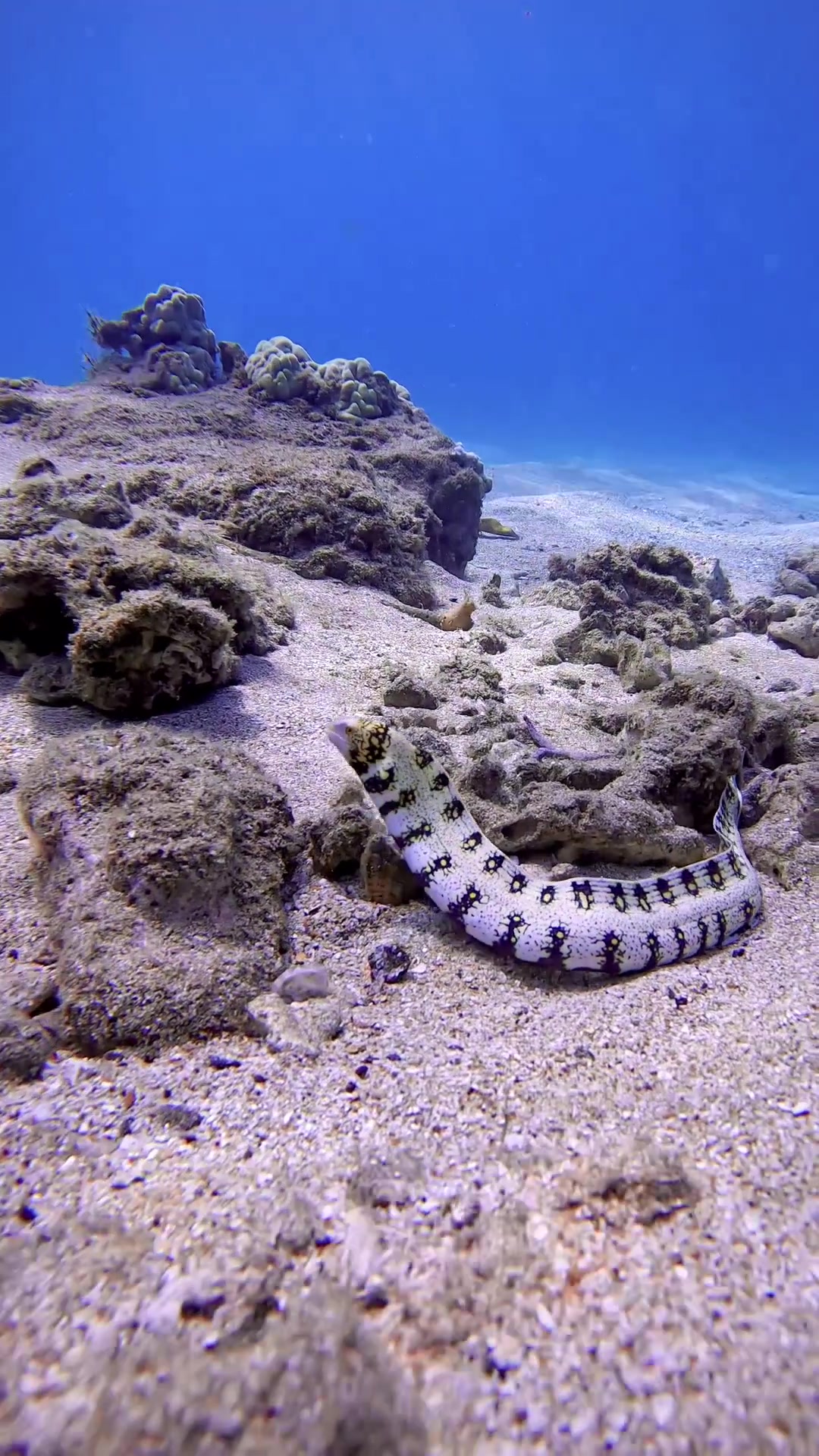 @Sky | Underwater Photographer