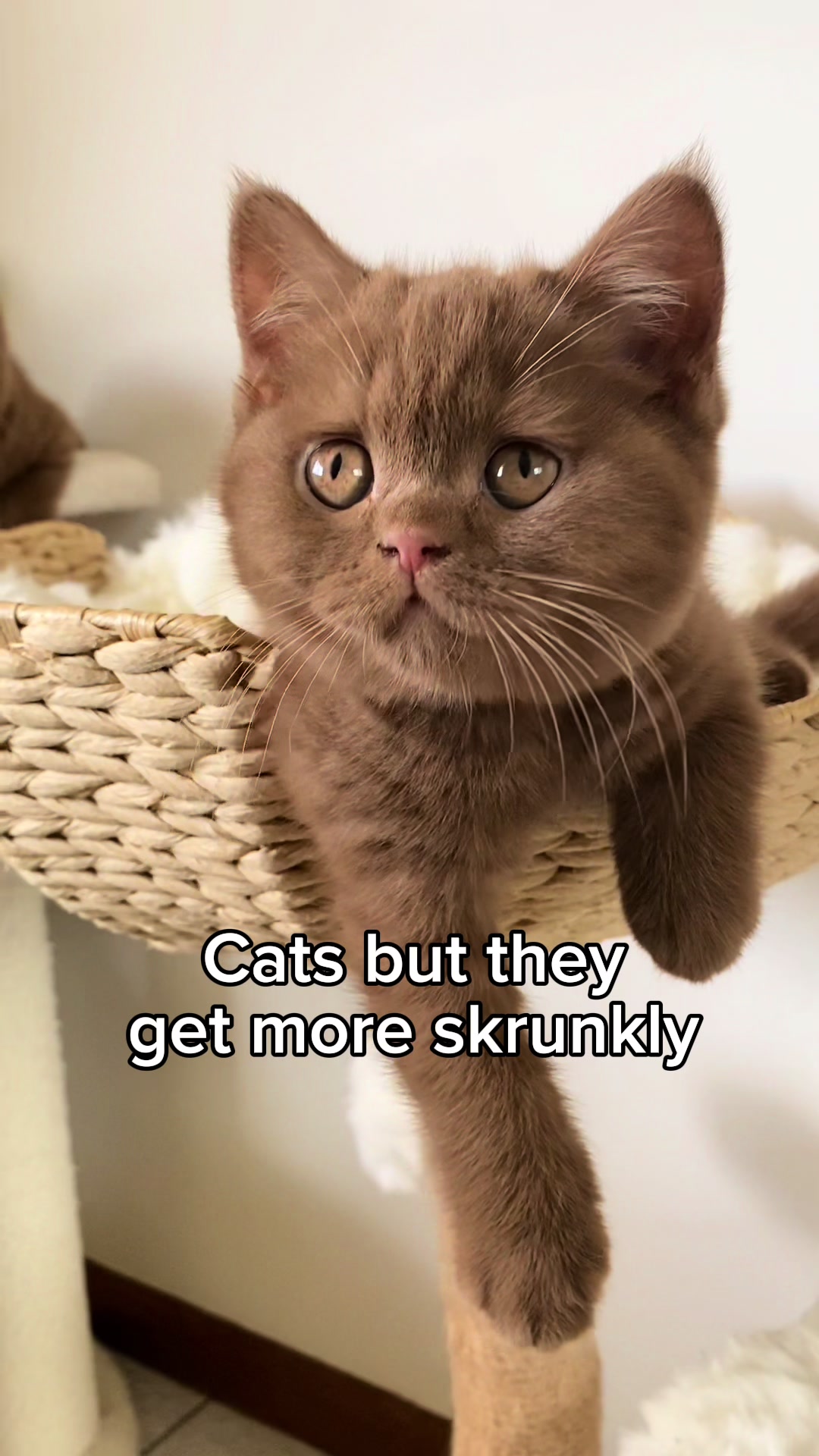 @KittenMitten