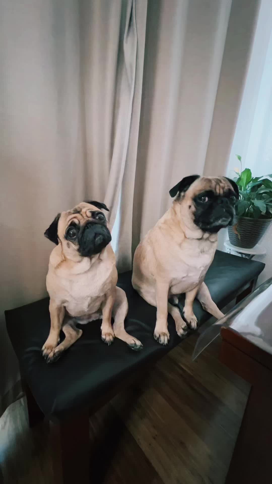 @Benji&Mia the Pugs