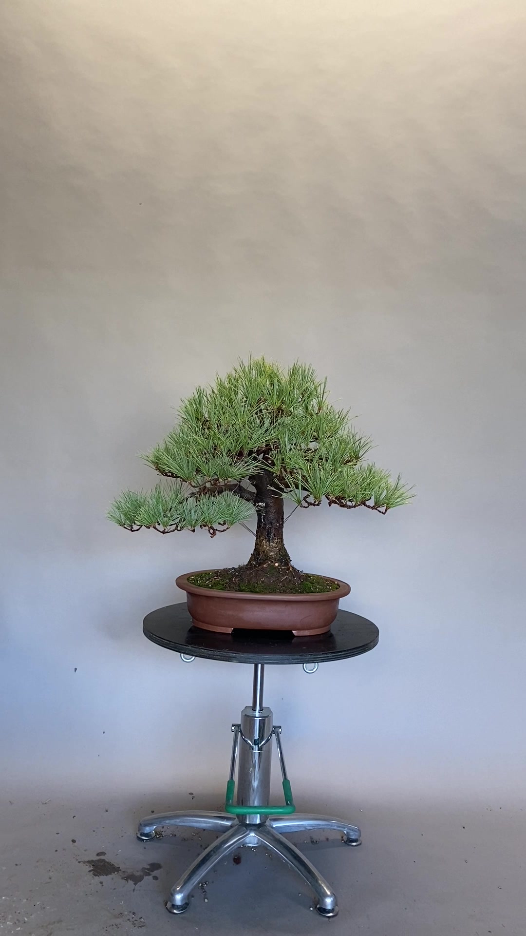 @Bonsai Movement