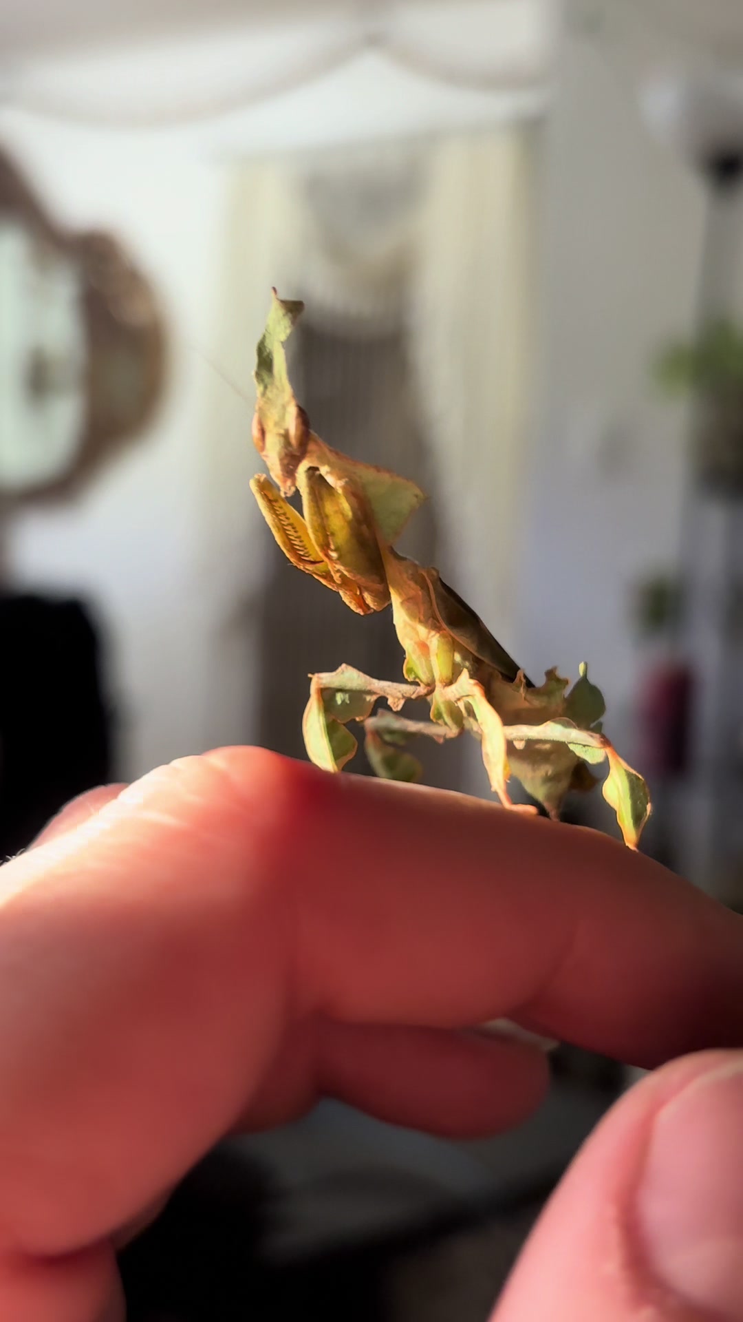 @Mythic Mantis