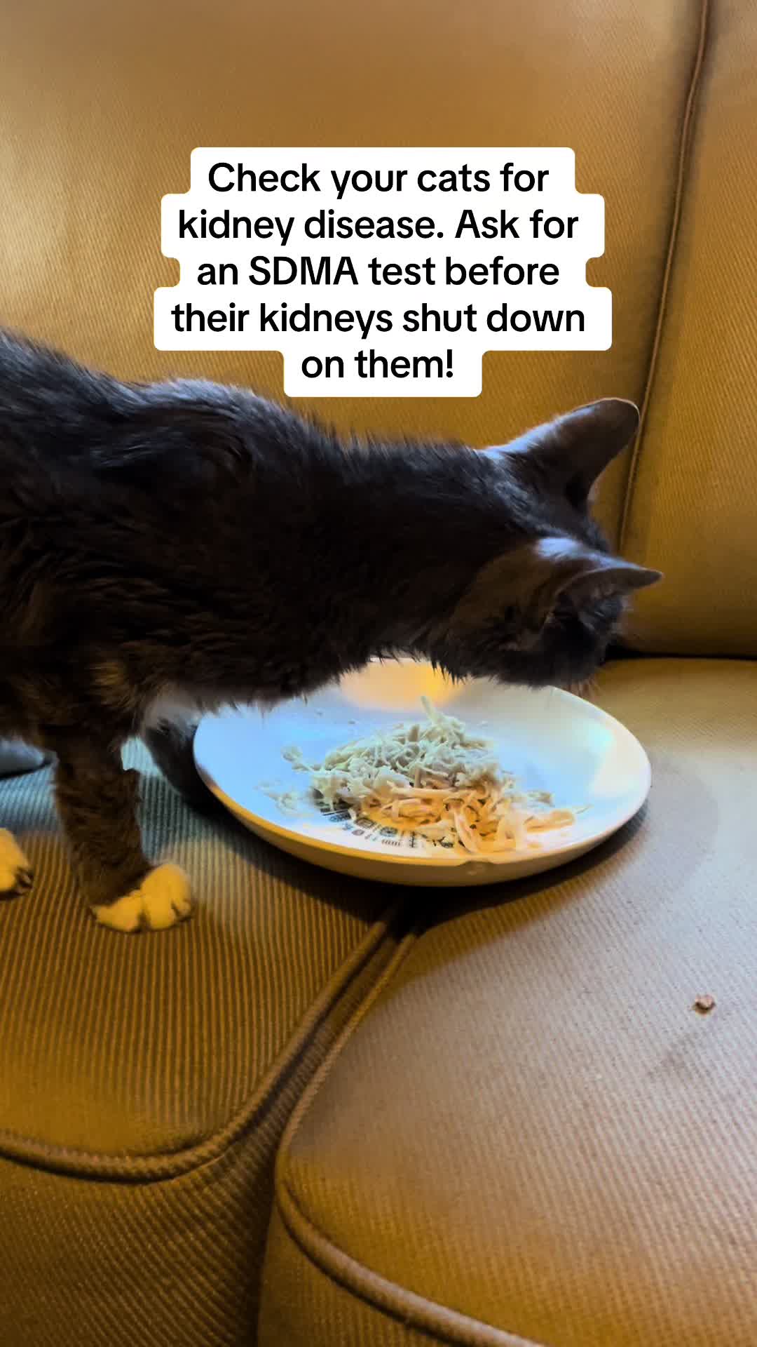 @roxyredcat