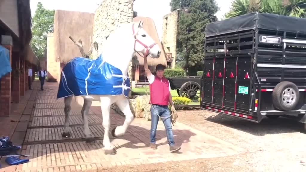 @horse riders