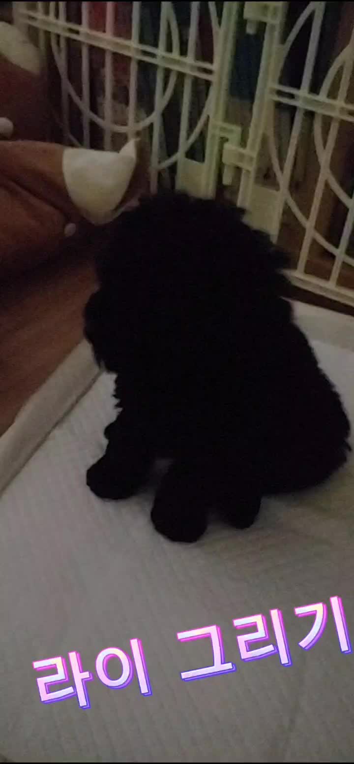 @땡롬쓰 해안경(?)