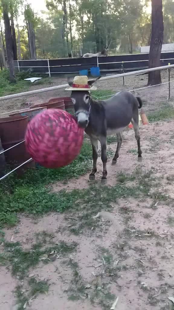 @Tacothewonderdonkey