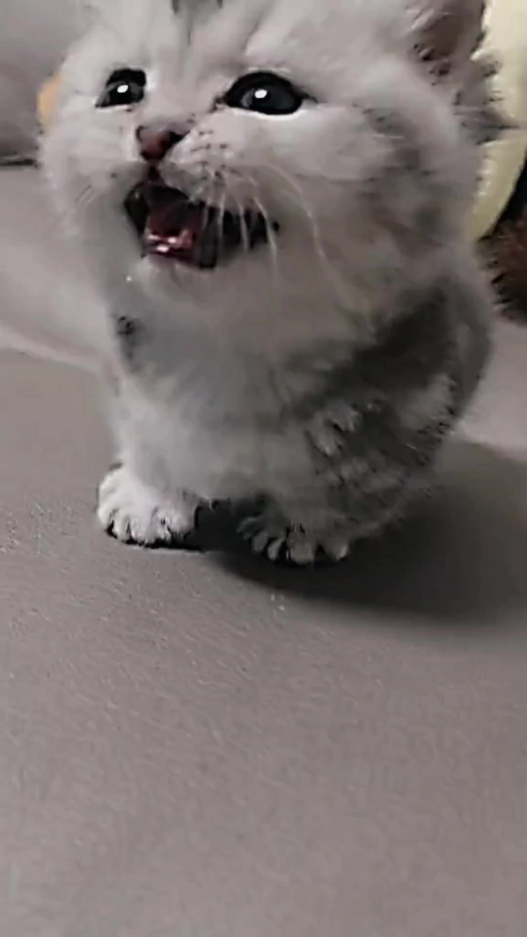 @PET CAT DOG