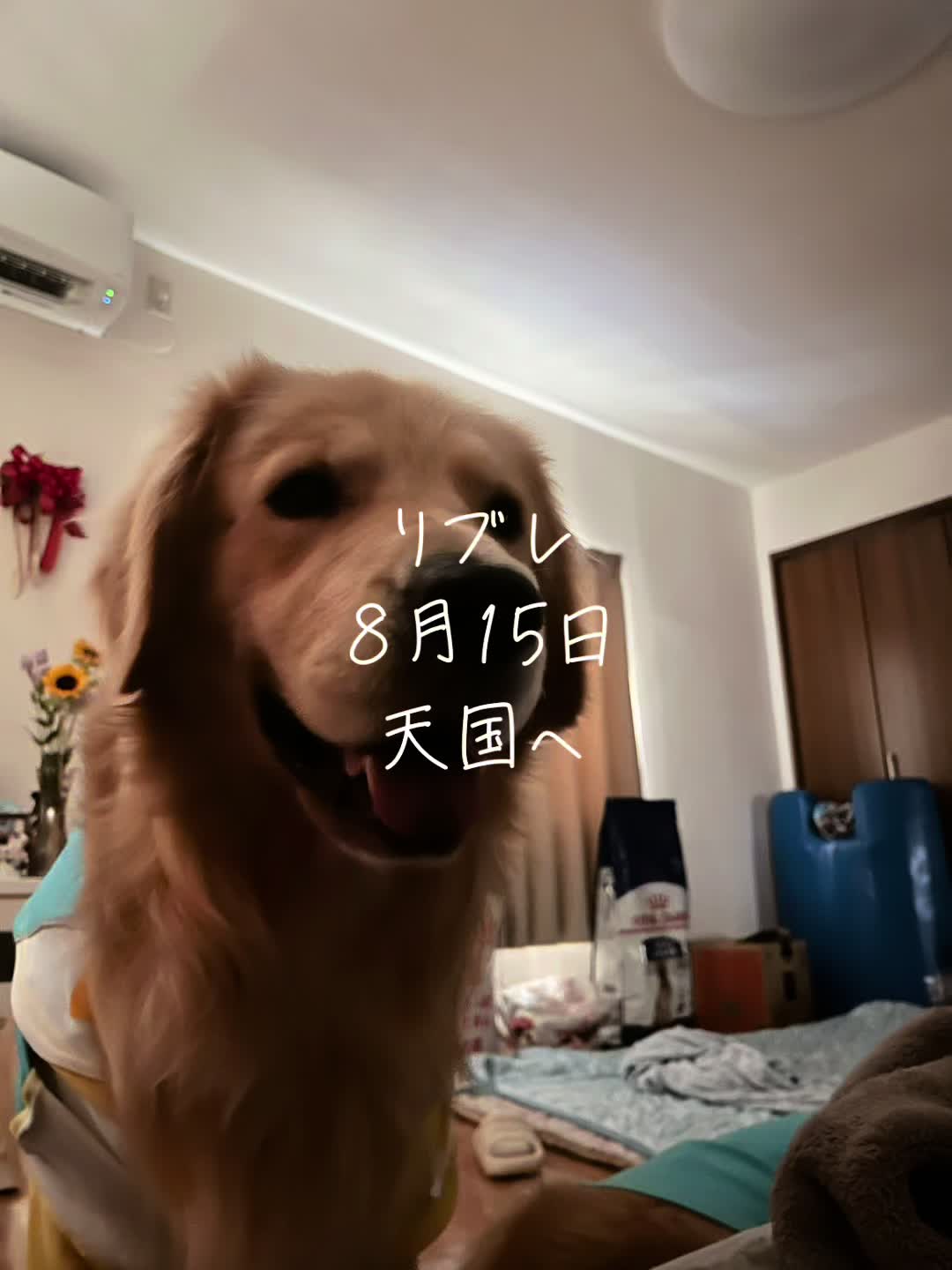 @ムックパパ🔶🐾