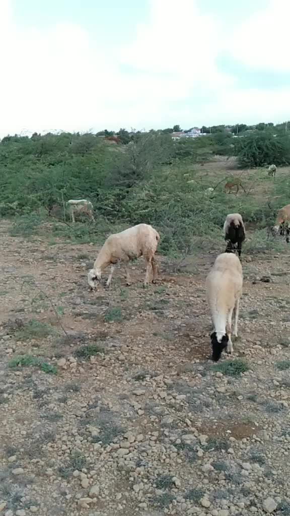 @SK___માલધારી