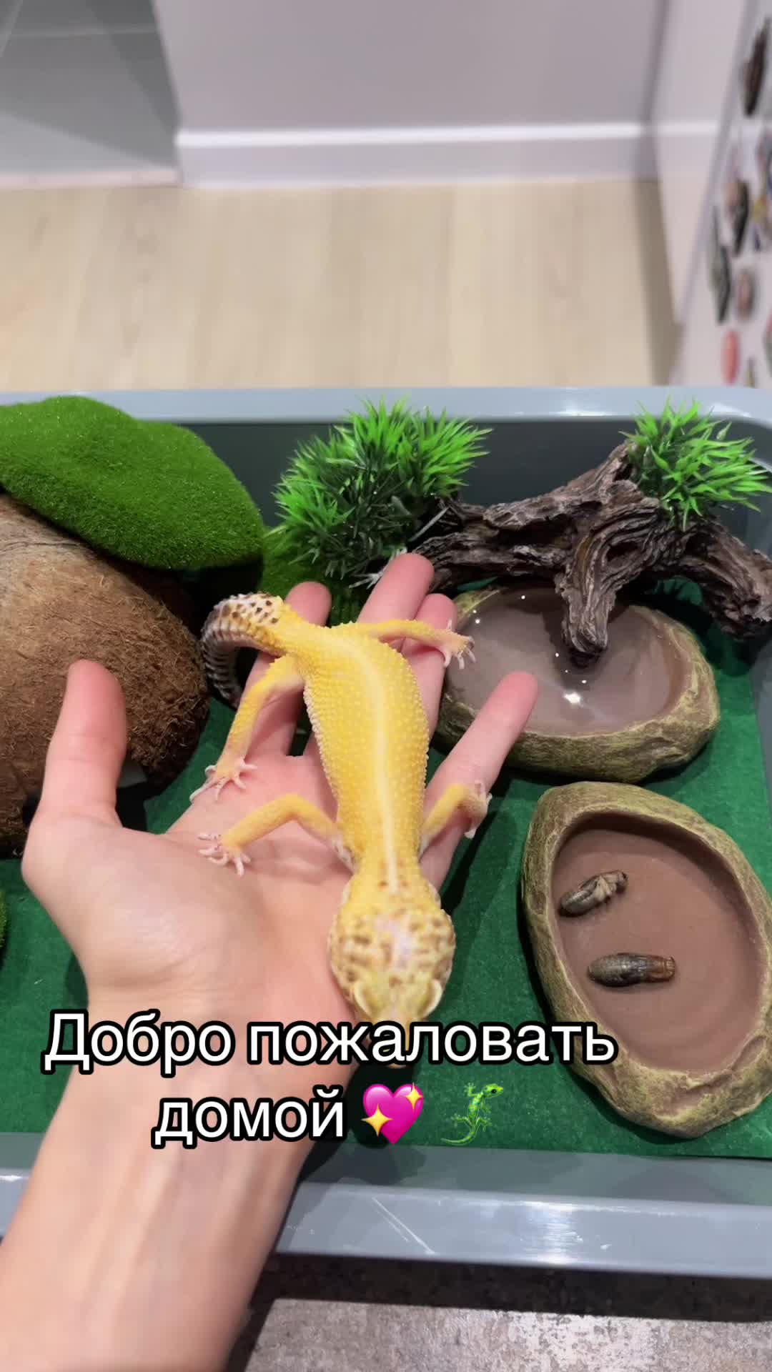 @KakoshinaNastya