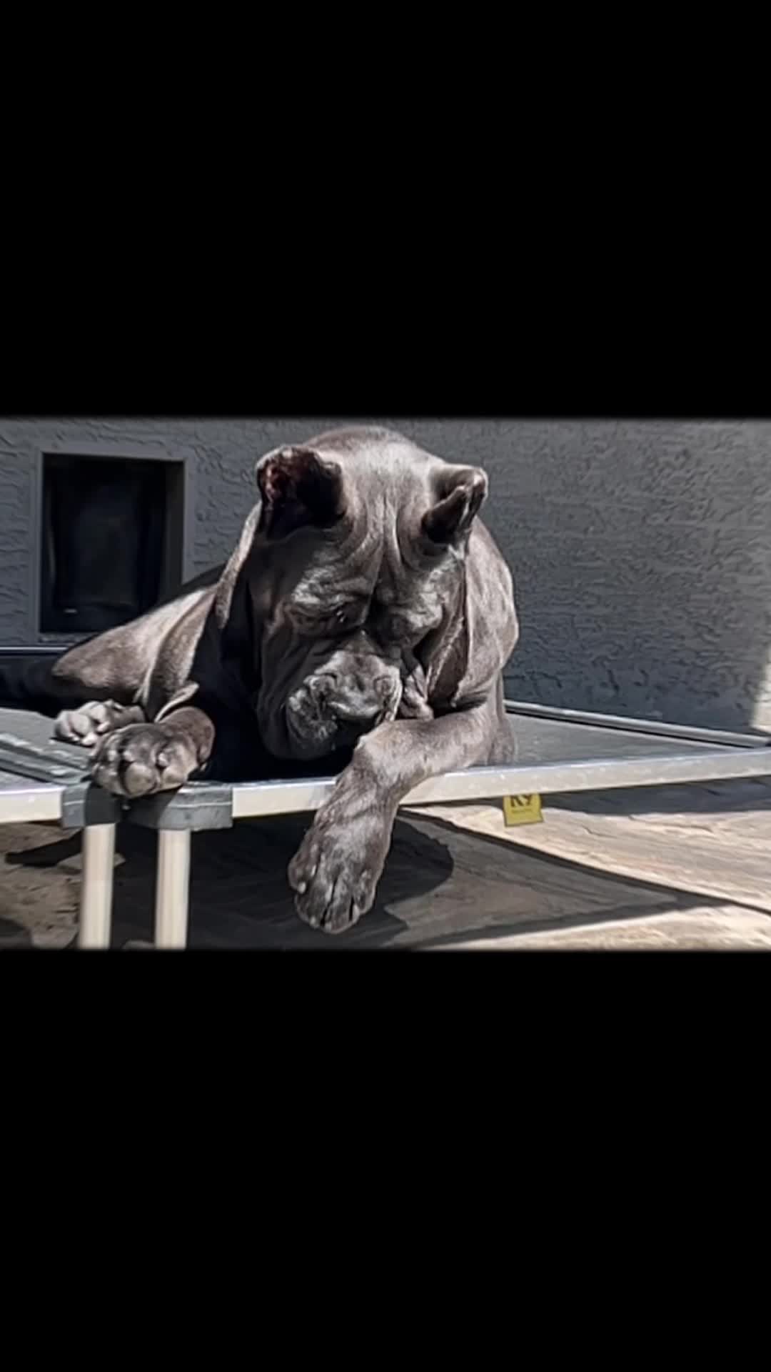 @Phoenician Cane Corso Stormi